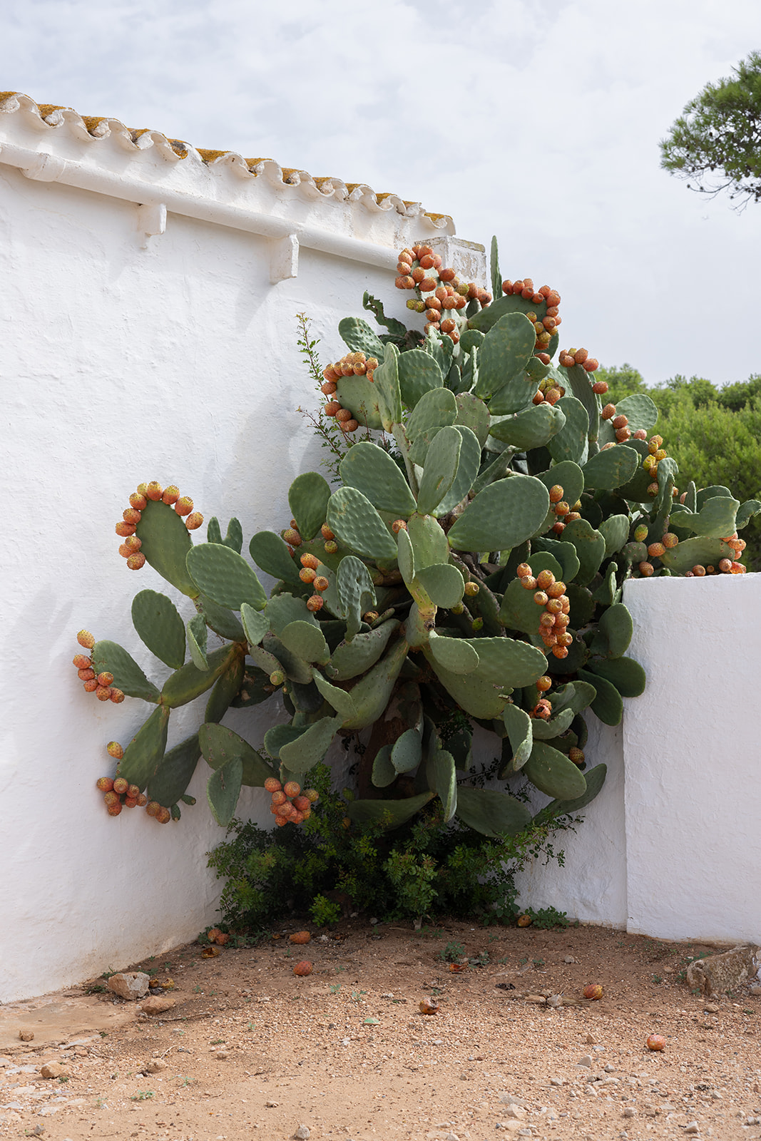 Menorcan fig tree growing along a whitewashed wall at a traditional finca in Menorca, Mediterranean rural setting